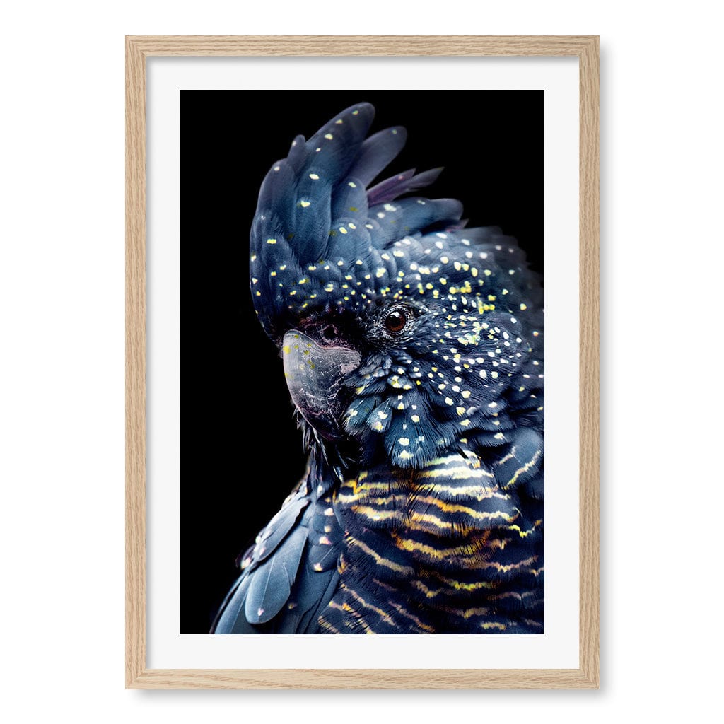 Black Cockatoo 2 Modern Wall Art Print A4 (21 x 29.7cm) / Natural Oak Frame / White Border from our Australian Made Framed Wall Art, Prints & Posters collection by Profile Products (Australia) Pty Ltd
