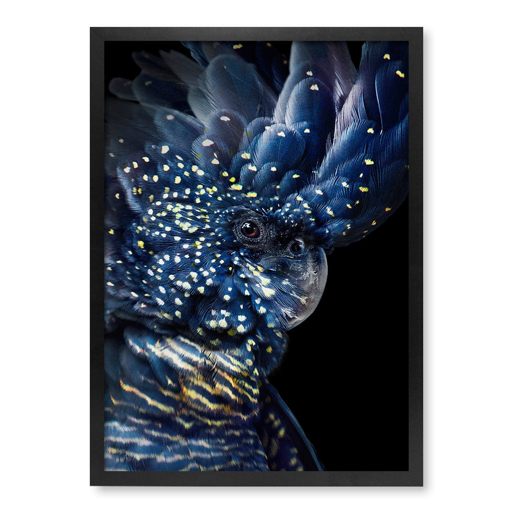 Black Cockatoo Modern Wall Art Print A4 (21 x 29.7cm) / Matte Black Frame / No Border from our Australian Made Framed Wall Art, Prints & Posters collection by Profile Products (Australia) Pty Ltd