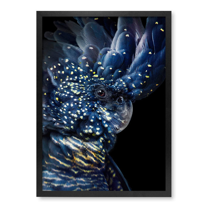 Black Cockatoo Modern Wall Art Print A4 (21 x 29.7cm) / Matte Black Frame / No Border from our Australian Made Framed Wall Art, Prints & Posters collection by Profile Products (Australia) Pty Ltd