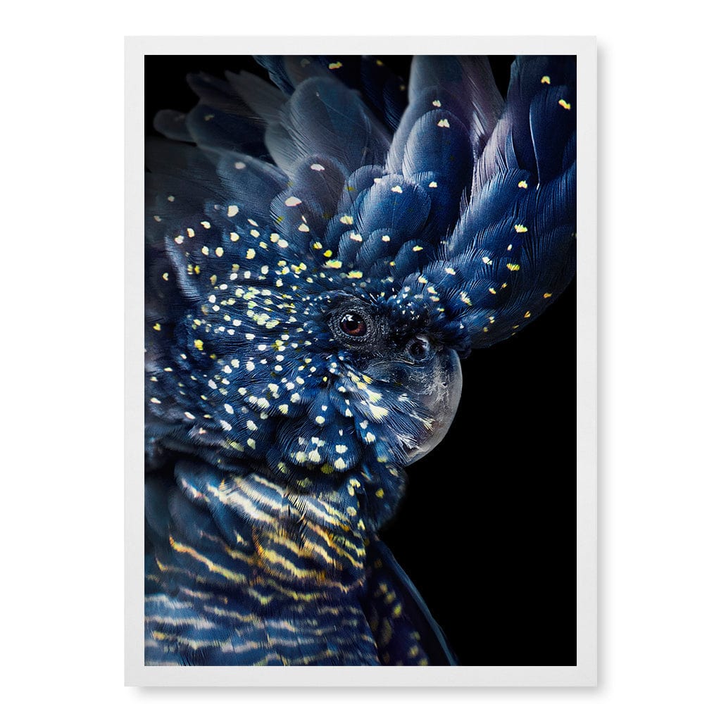 Black Cockatoo Modern Wall Art Print A4 (21 x 29.7cm) / Matte White Frame / No Border from our Australian Made Framed Wall Art, Prints & Posters collection by Profile Products (Australia) Pty Ltd