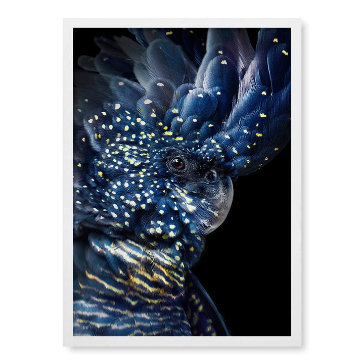 Black Cockatoo Modern Wall Art Print A4 (21 x 29.7cm) / Matte White Frame / No Border from our Australian Made Framed Wall Art, Prints & Posters collection by Profile Products (Australia) Pty Ltd