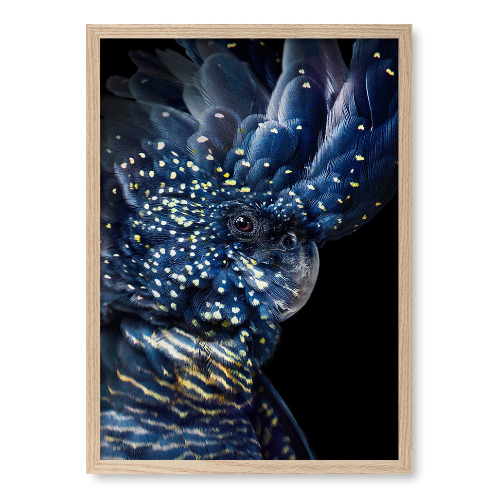 Black Cockatoo Modern Wall Art Print A4 (21 x 29.7cm) / Natural Oak Frame / No Border from our Australian Made Framed Wall Art, Prints & Posters collection by Profile Products (Australia) Pty Ltd
