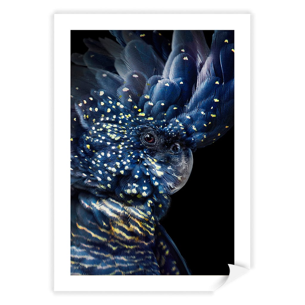 Black Cockatoo Modern Wall Art Print A4 (21 x 29.7cm) / Print Only / White Border from our Australian Made Framed Wall Art, Prints & Posters collection by Profile Products (Australia) Pty Ltd