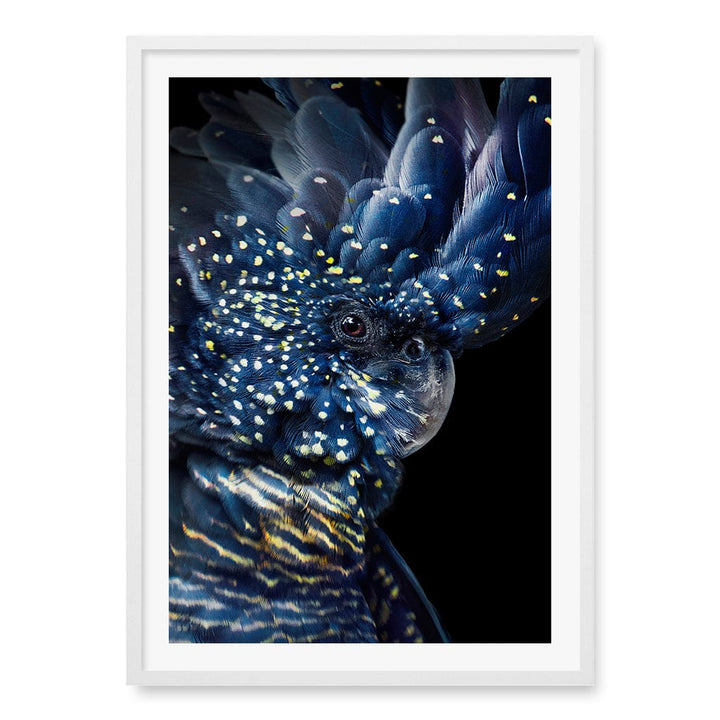 Black Cockatoo Wall Art Print A1 (59.4 x 84.1cm) / Matte White Frame / White Border from our Australian Made Wall Art collection by Profile Australia