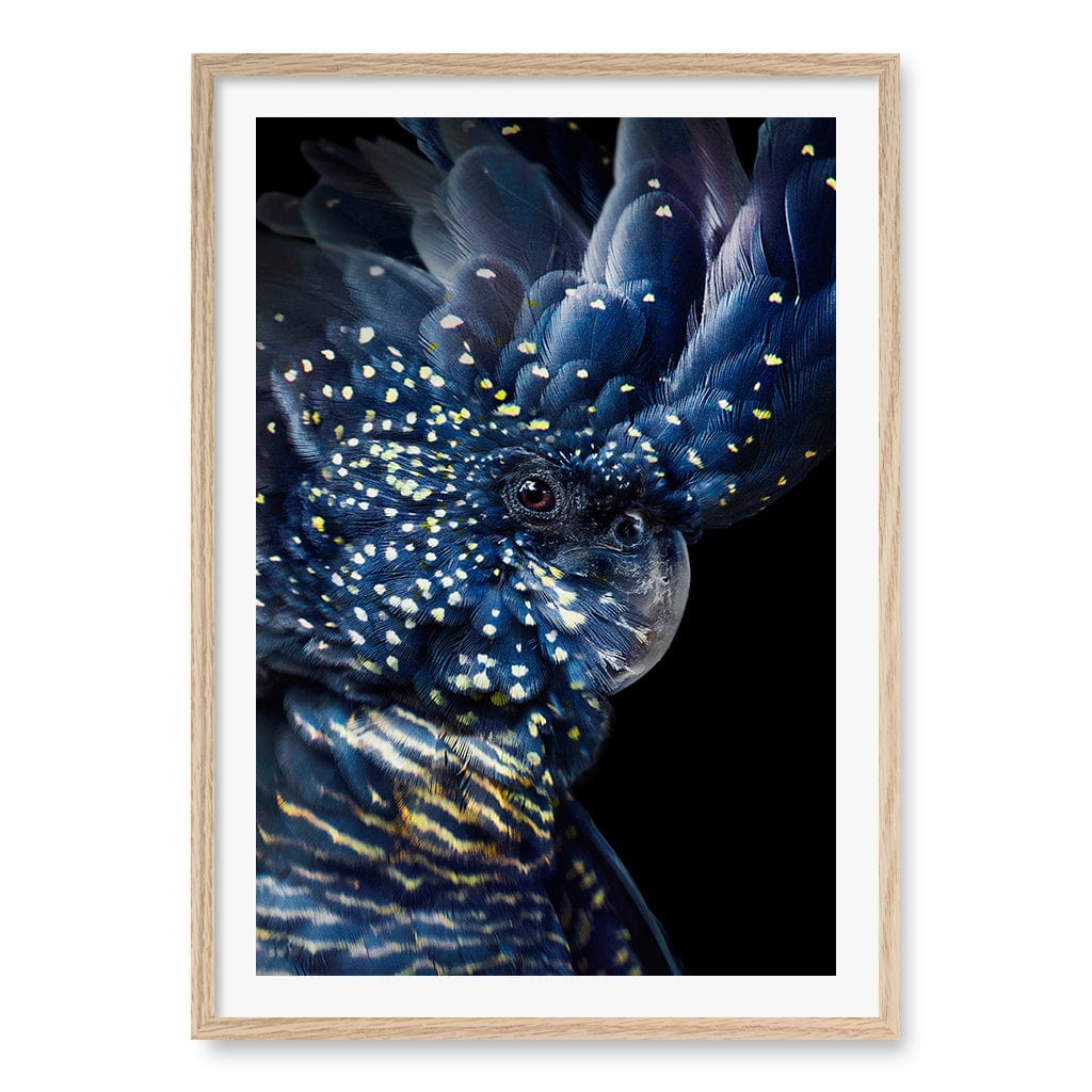 Black Cockatoo Wall Art Print A1 (59.4 x 84.1cm) / Natural Oak Frame / White Border from our Australian Made Wall Art collection by Profile Australia