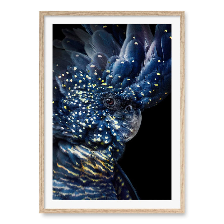 Black Cockatoo Wall Art Print A1 (59.4 x 84.1cm) / Natural Oak Frame / White Border from our Australian Made Wall Art collection by Profile Australia
