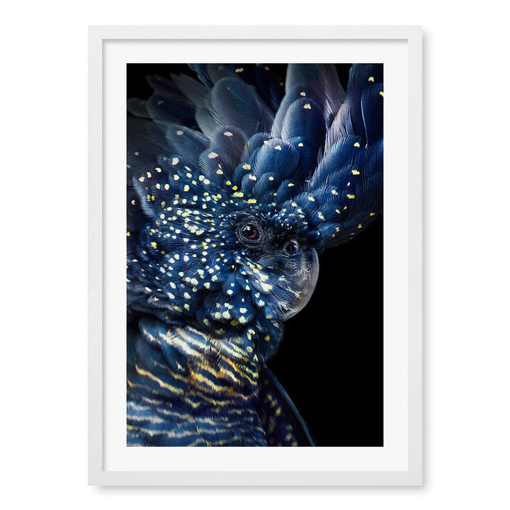 Black Cockatoo Wall Art Print A2 (42 x 59.4cm) / Matte White Frame / White Border from our Australian Made Wall Art collection by Profile Australia