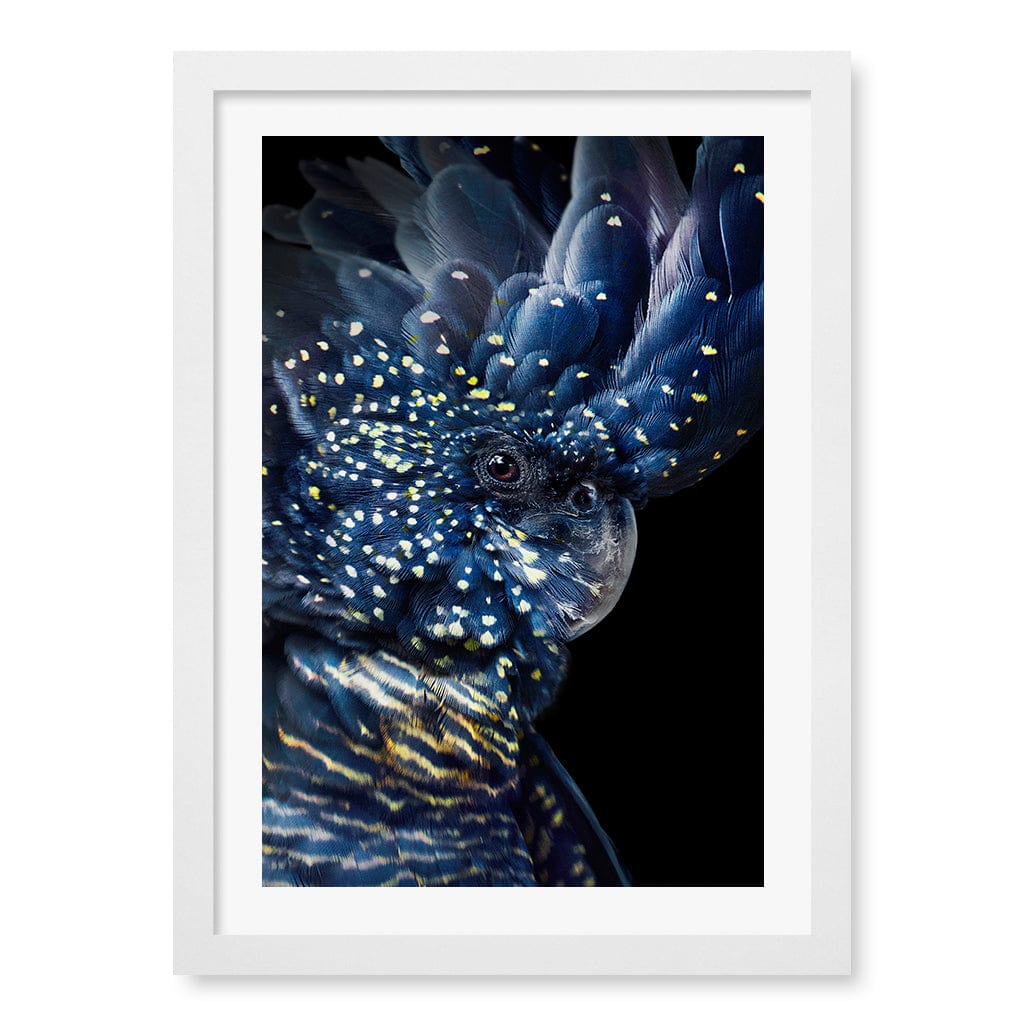 Black Cockatoo Wall Art Print A3 (29.7 x 42cm) / Matte White Frame / White Border from our Australian Made Wall Art collection by Profile Australia