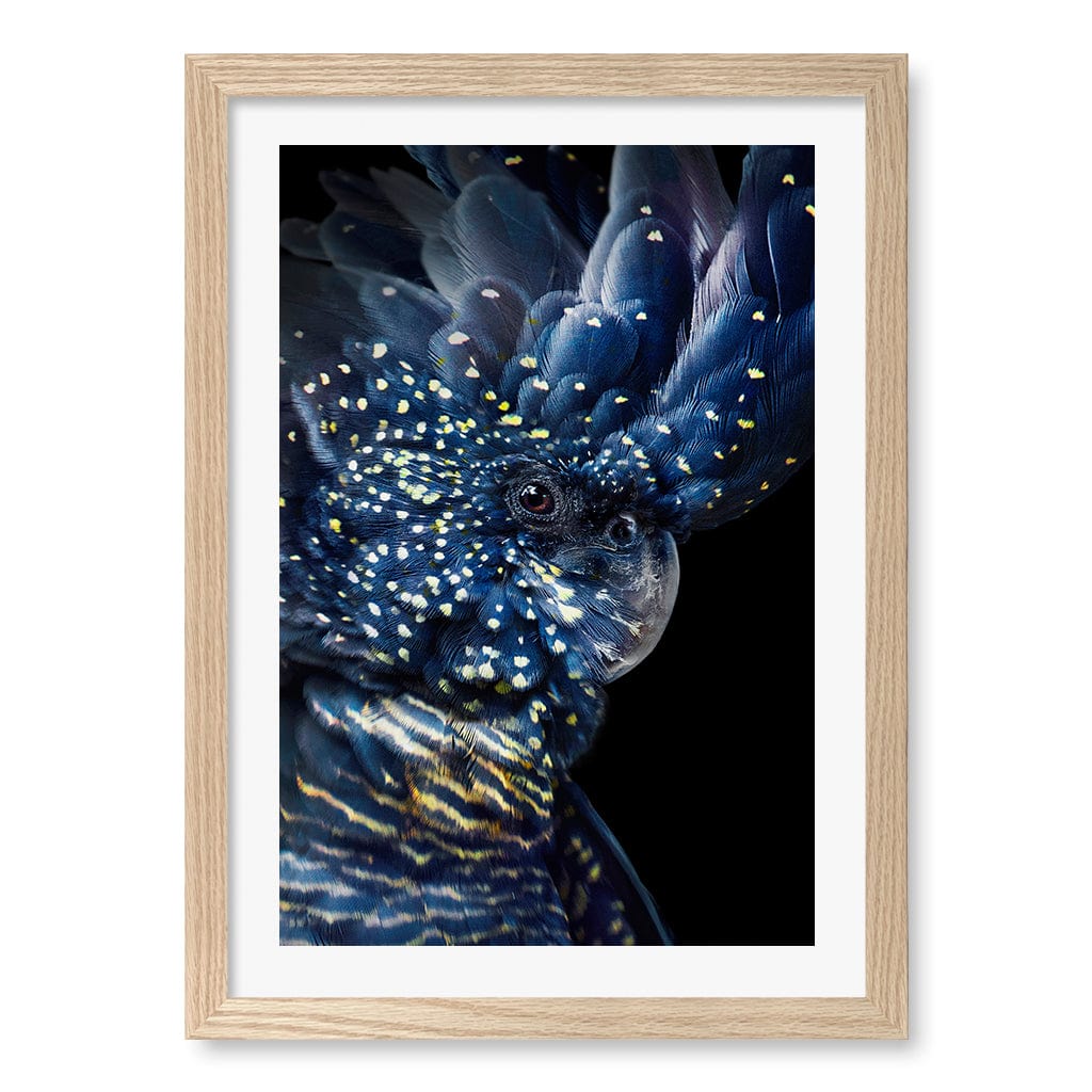 Black Cockatoo Wall Art Print A3 (29.7 x 42cm) / Natural Oak Frame / White Border from our Australian Made Wall Art collection by Profile Australia
