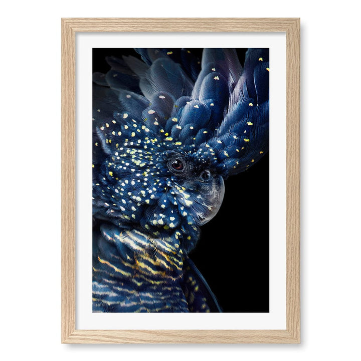Black Cockatoo Wall Art Print A3 (29.7 x 42cm) / Natural Oak Frame / White Border from our Australian Made Wall Art collection by Profile Australia