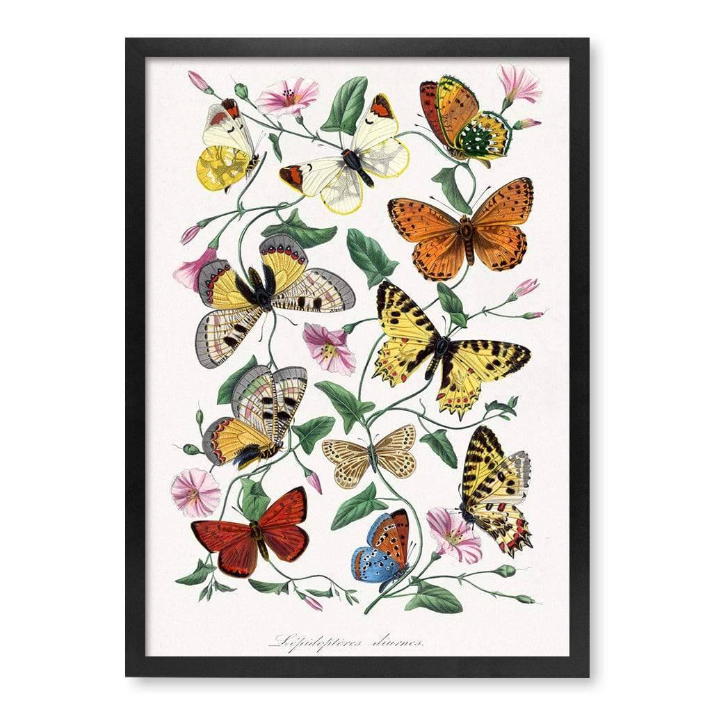 Butterfly & Moth Floral Art Print A4 (21 x 29.7cm) / Matte Black Frame / No Border from our Australian Made Framed Wall Art, Prints & Posters collection by Profile Products (Australia) Pty Ltd