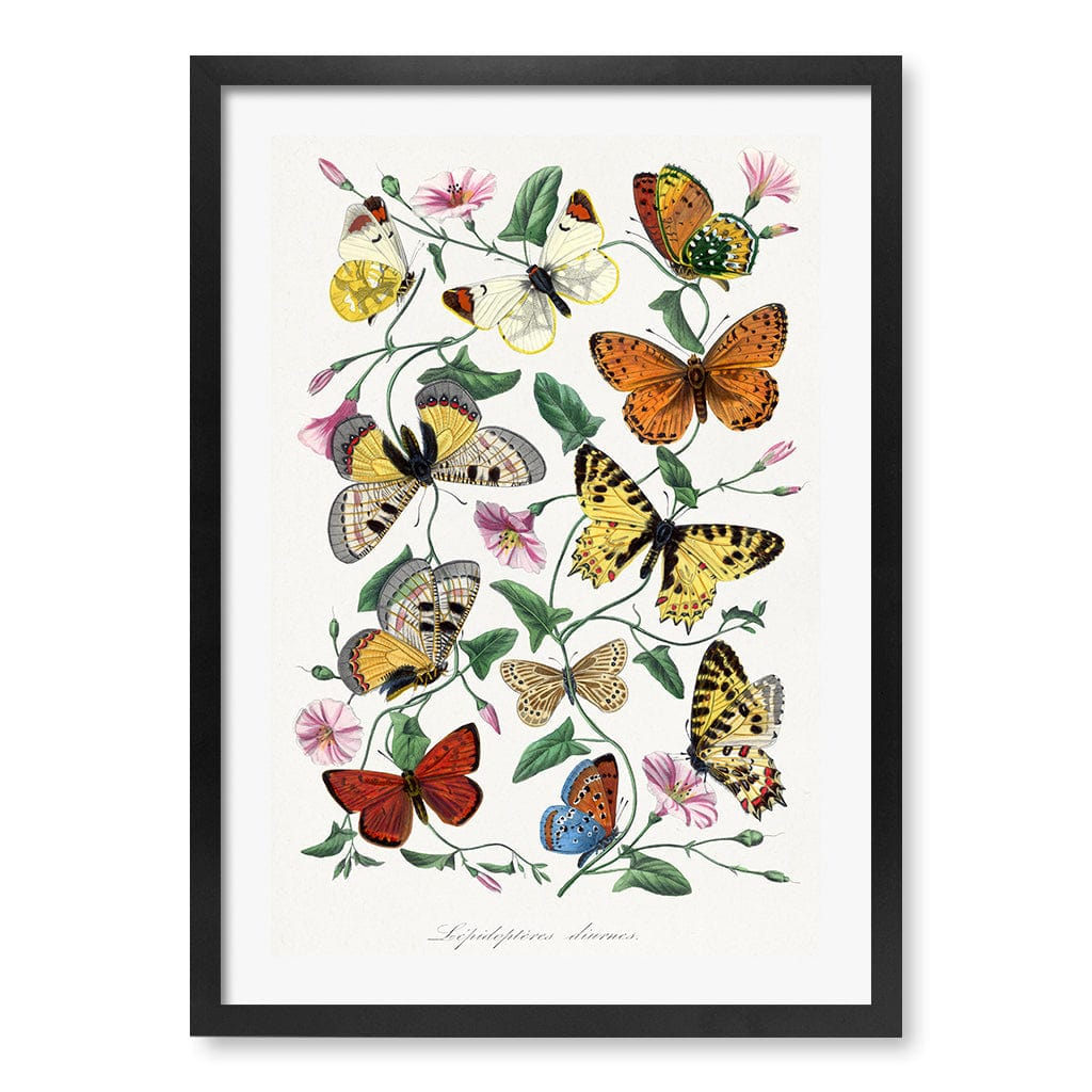 Butterfly & Moth Floral Art Print A4 (21 x 29.7cm) / Matte Black Frame / White Border from our Australian Made Framed Wall Art, Prints & Posters collection by Profile Products (Australia) Pty Ltd