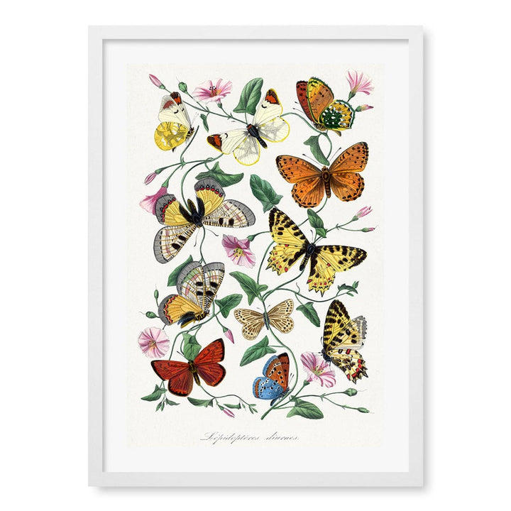 Butterfly & Moth Floral Art Print A4 (21 x 29.7cm) / Matte White Frame / White Border from our Australian Made Framed Wall Art, Prints & Posters collection by Profile Products (Australia) Pty Ltd
