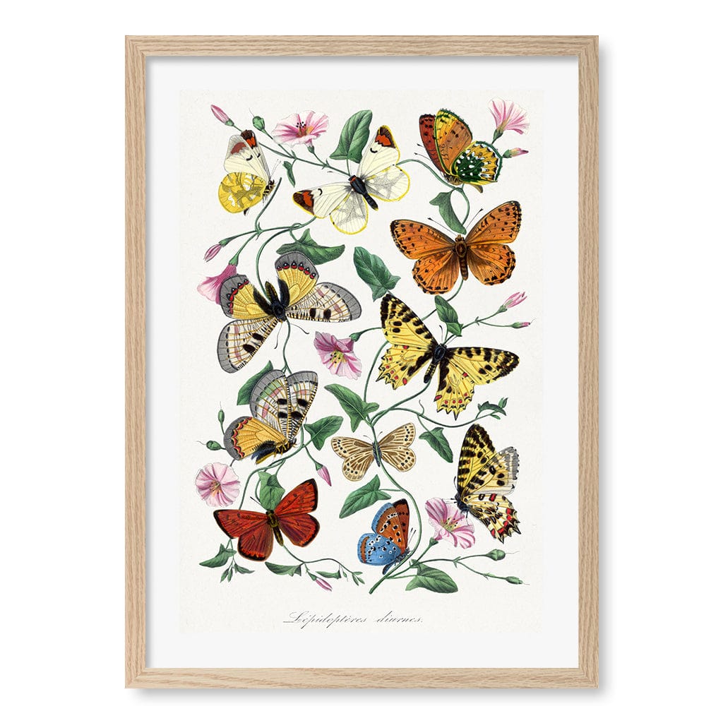 Butterfly & Moth Floral Art Print A4 (21 x 29.7cm) / Natural Oak Frame / White Border from our Australian Made Framed Wall Art, Prints & Posters collection by Profile Products (Australia) Pty Ltd