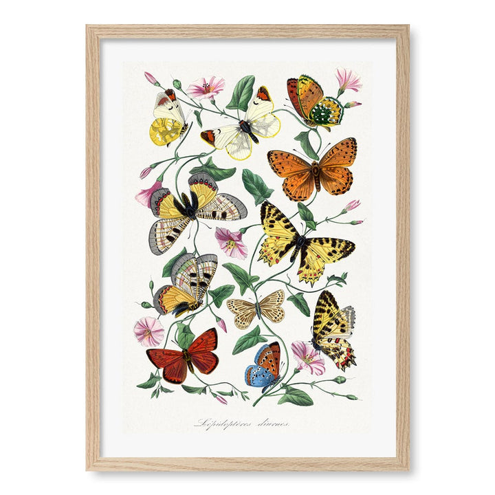 Butterfly & Moth Floral Art Print A4 (21 x 29.7cm) / Natural Oak Frame / White Border from our Australian Made Framed Wall Art, Prints & Posters collection by Profile Products (Australia) Pty Ltd