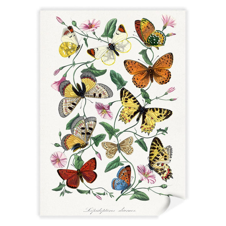 Butterfly & Moth Floral Art Print A4 (21 x 29.7cm) / Print Only / No Border from our Australian Made Framed Wall Art, Prints & Posters collection by Profile Products (Australia) Pty Ltd