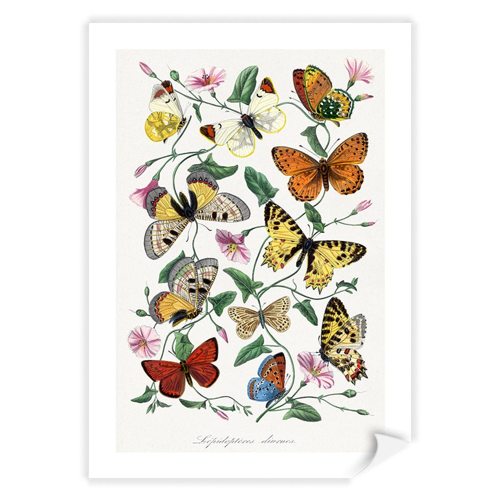 Butterfly & Moth Floral Art Print A4 (21 x 29.7cm) / Print Only / White Border from our Australian Made Framed Wall Art, Prints & Posters collection by Profile Products (Australia) Pty Ltd