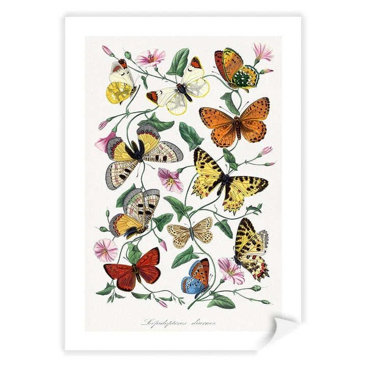 Butterfly & Moth Floral Art Print A4 (21 x 29.7cm) / Print Only / White Border from our Australian Made Framed Wall Art, Prints & Posters collection by Profile Products (Australia) Pty Ltd