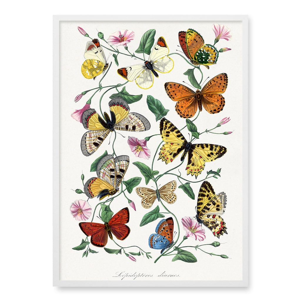Butterfly & Moth Wall Art Print A1 (59.4 x 84.1cm) / Matte White Frame / No Border from our Australian Made Wall Art collection by Profile Australia