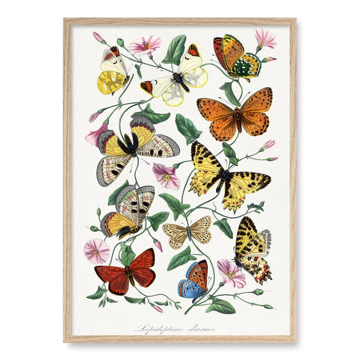 Butterfly & Moth Wall Art Print A1 (59.4 x 84.1cm) / Natural Oak Frame / No Border from our Australian Made Wall Art collection by Profile Australia