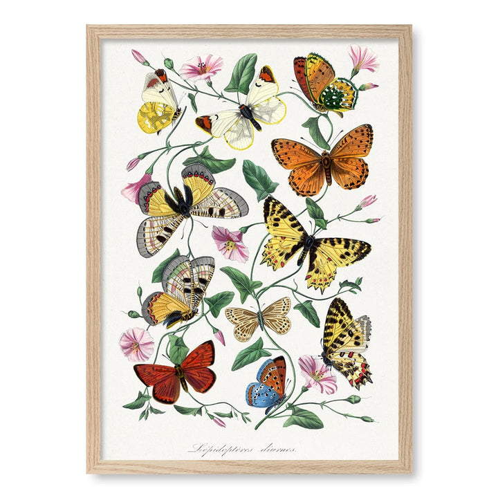 Butterfly & Moth Wall Art Print A2 (42 x 59.4cm) / Natural Oak Frame / No Border from our Australian Made Wall Art collection by Profile Australia