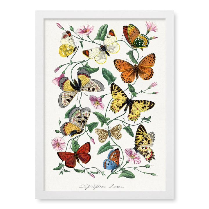 Butterfly & Moth Wall Art Print A3 (29.7 x 42cm) / Matte White Frame / No Border from our Australian Made Wall Art collection by Profile Australia