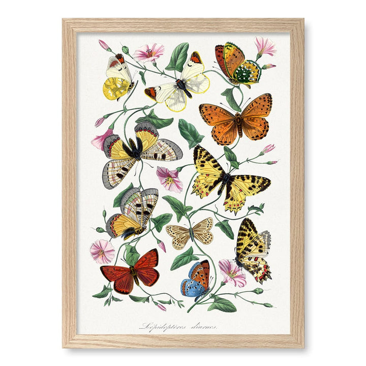 Butterfly & Moth Wall Art Print A3 (29.7 x 42cm) / Natural Oak Frame / No Border from our Australian Made Wall Art collection by Profile Australia