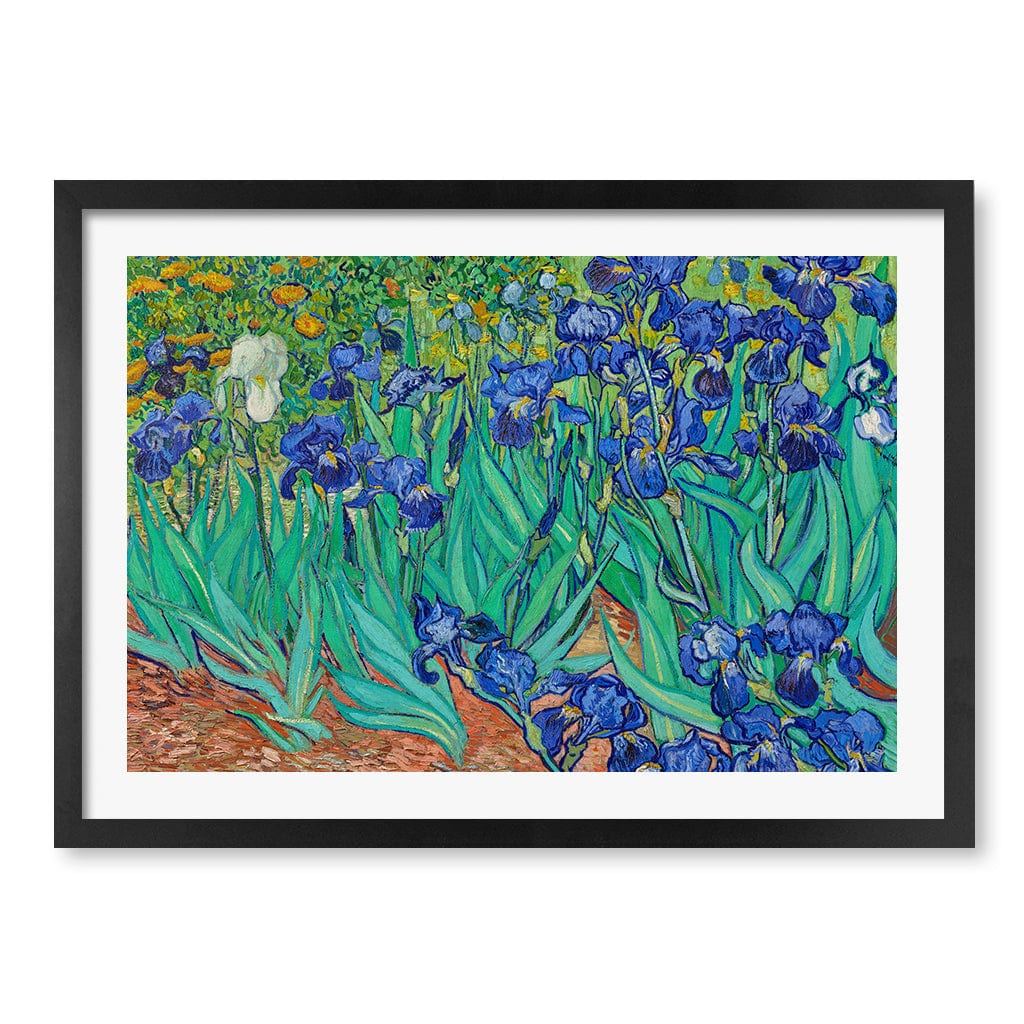 Irises - Vincent van Gogh Art Print A4 (21 x 29.7cm) / Matte Black Frame / White Border from our Australian Made Framed Wall Art, Prints & Posters collection by Profile Products (Australia) Pty Ltd
