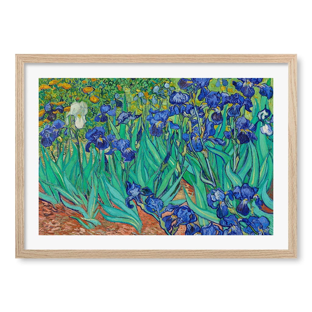 Irises - Vincent van Gogh Art Print A4 (21 x 29.7cm) / Natural Oak Frame / White Border from our Australian Made Framed Wall Art, Prints & Posters collection by Profile Products (Australia) Pty Ltd