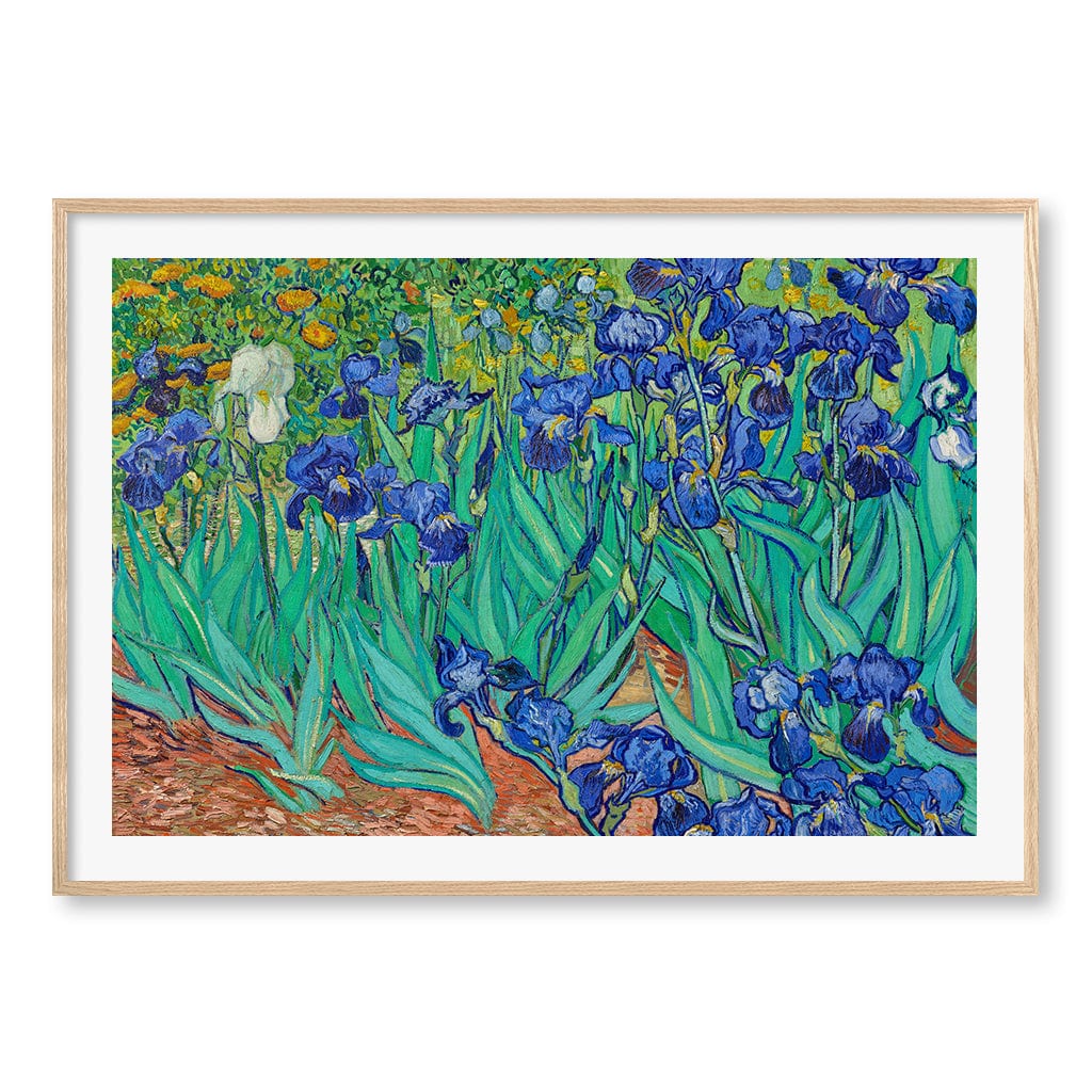 Irises Wall Art Print A0 (84.1 x 118.9cm) / Natural Oak Frame / White Border from our Australian Made Wall Art collection by Profile Australia
