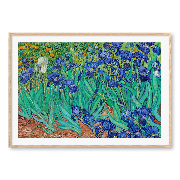 Irises Wall Art Print A0 (84.1 x 118.9cm) / Natural Oak Frame / White Border from our Australian Made Wall Art collection by Profile Australia