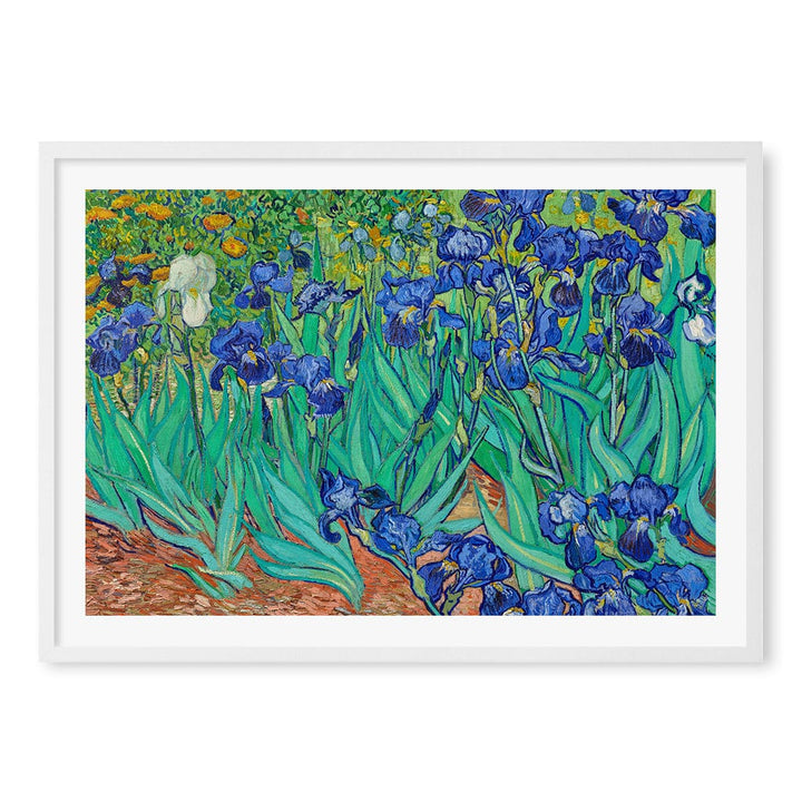 Irises Wall Art Print A1 (59.4 x 84.1cm) / Matte White Frame / White Border from our Australian Made Wall Art collection by Profile Australia