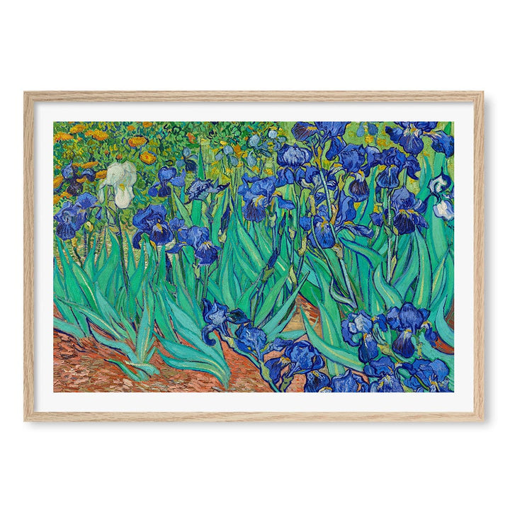 Irises Wall Art Print A1 (59.4 x 84.1cm) / Natural Oak Frame / White Border from our Australian Made Wall Art collection by Profile Australia