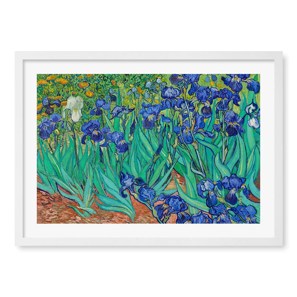 Irises Wall Art Print A2 (42 x 59.4cm) / Matte White Frame / White Border from our Australian Made Wall Art collection by Profile Australia