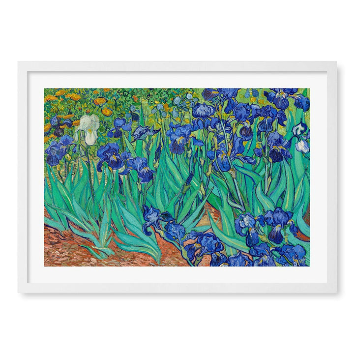 Irises Wall Art Print A2 (42 x 59.4cm) / Matte White Frame / White Border from our Australian Made Wall Art collection by Profile Australia
