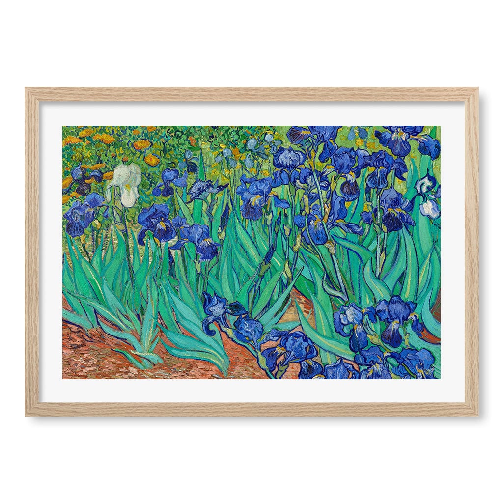Irises Wall Art Print A2 (42 x 59.4cm) / Natural Oak Frame / White Border from our Australian Made Wall Art collection by Profile Australia