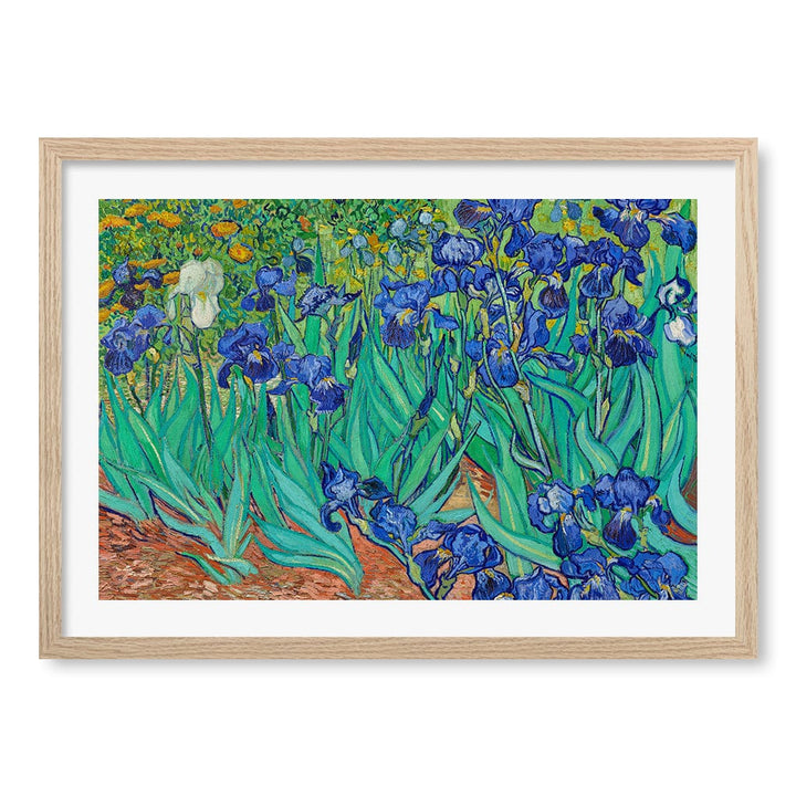 Irises Wall Art Print A2 (42 x 59.4cm) / Natural Oak Frame / White Border from our Australian Made Wall Art collection by Profile Australia