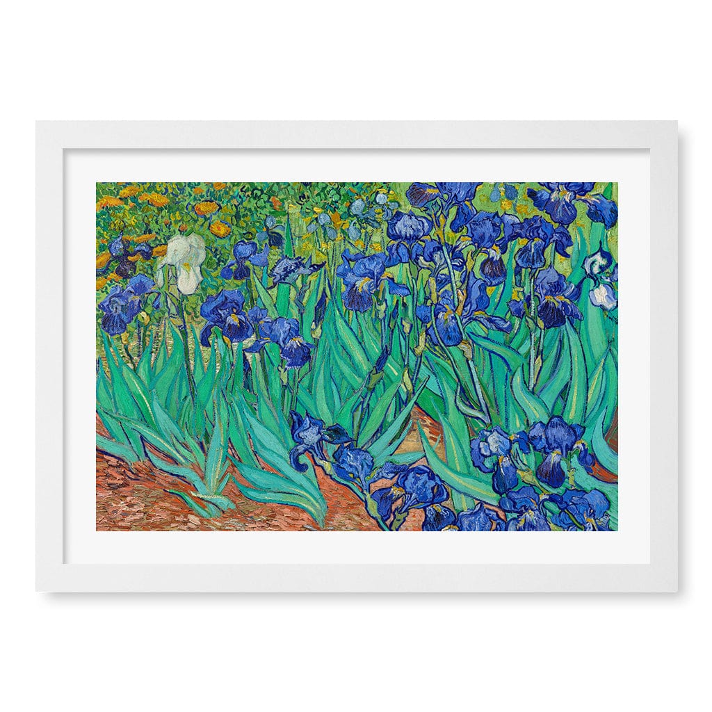 Irises Wall Art Print A3 (29.7 x 42cm) / Matte White Frame / White Border from our Australian Made Wall Art collection by Profile Australia