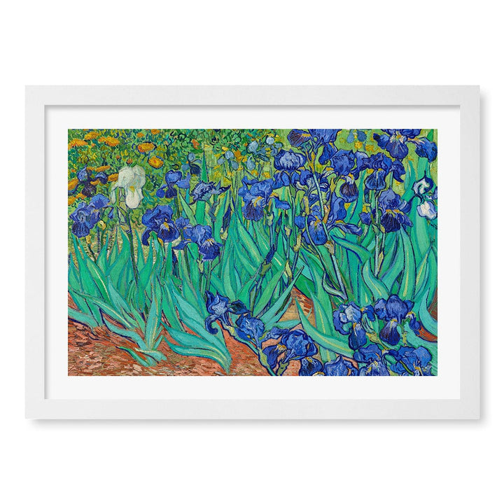 Irises Wall Art Print A3 (29.7 x 42cm) / Matte White Frame / White Border from our Australian Made Wall Art collection by Profile Australia