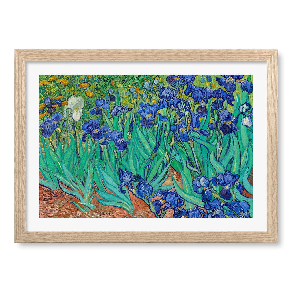Irises Wall Art Print A3 (29.7 x 42cm) / Natural Oak Frame / White Border from our Australian Made Wall Art collection by Profile Australia