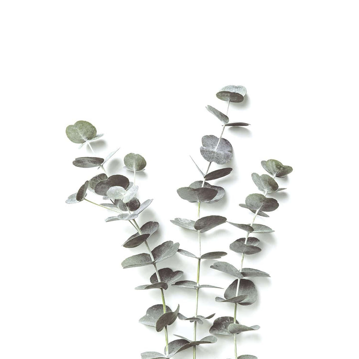 Eucalyptus Foliage Wall Art Print from our Australian Made Framed Wall Art, Prints & Posters collection by Profile Products Australia