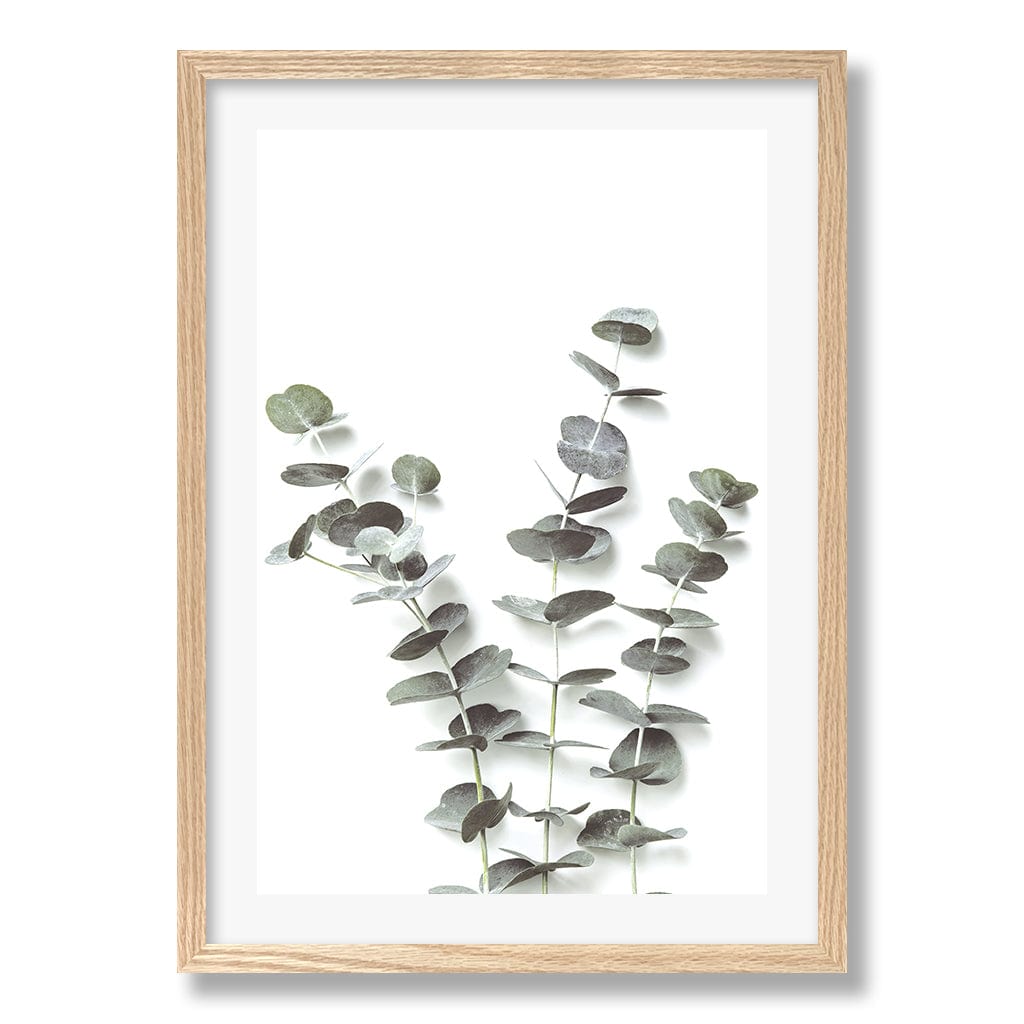 Eucalyptus Foliage Wall Art Print from our Australian Made Framed Wall Art, Prints & Posters collection by Profile Products Australia