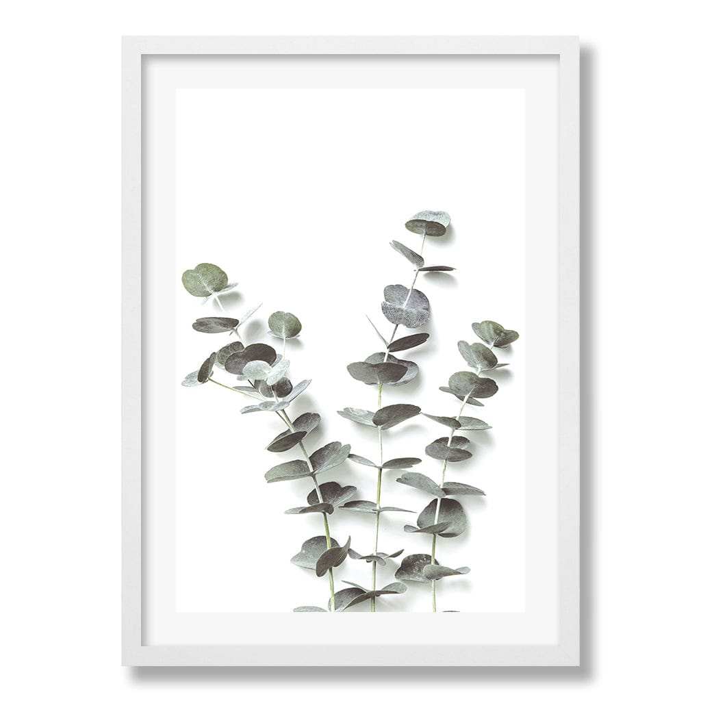 Eucalyptus Foliage Wall Art Print from our Australian Made Framed Wall Art, Prints & Posters collection by Profile Products Australia