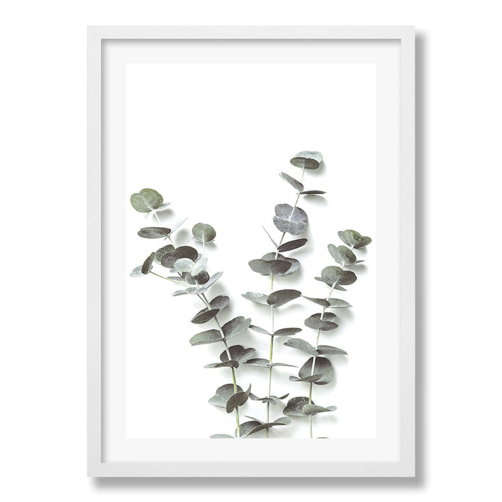 Eucalyptus Foliage Wall Art Print from our Australian Made Framed Wall Art, Prints & Posters collection by Profile Products Australia