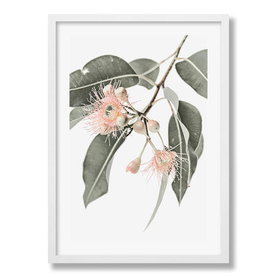Eucalytpus Wildflowers Wall Art Print from our Australian Made Framed Wall Art, Prints & Posters collection by Profile Products Australia