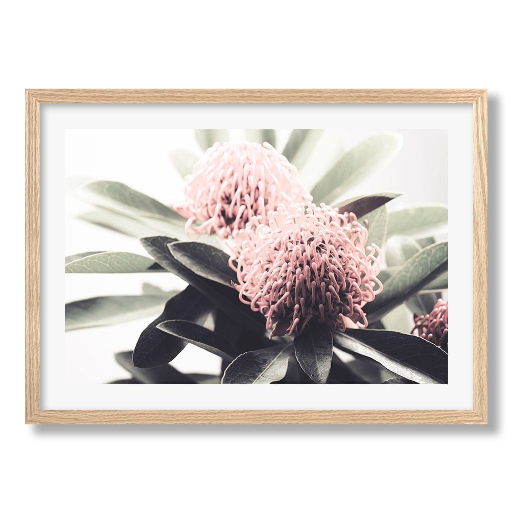 Waratah Flowers Wall Art Print from our Australian Made Framed Wall Art, Prints & Posters collection by Profile Products Australia