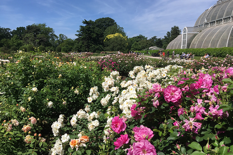 flowers from the royal kew gardens in england