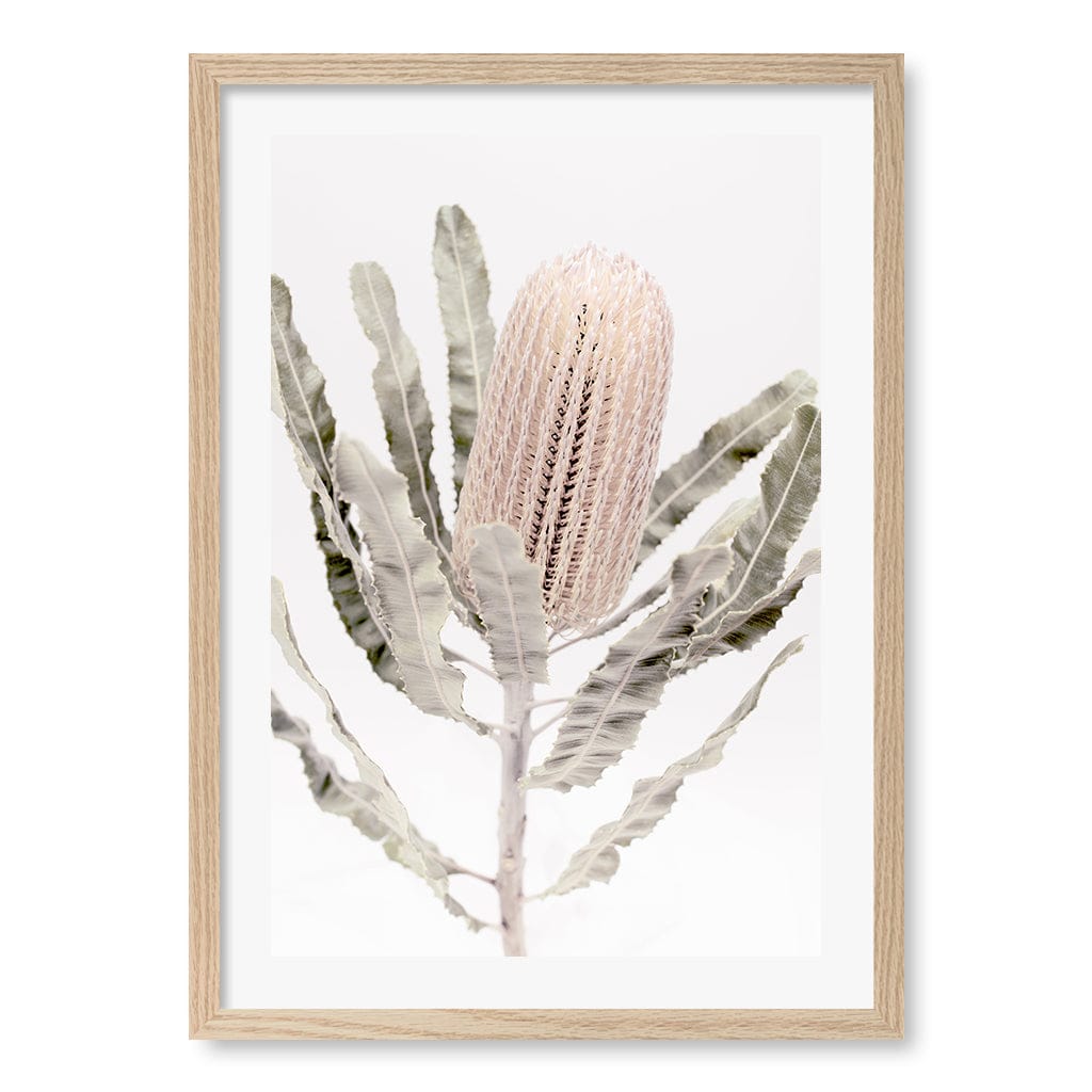 Banksia Flower Wall Art Print A2 (42 x 59.4cm) / Natural Oak Frame / White Border from our Australian Made Framed Wall Art, Prints & Posters collection by Profile Australia