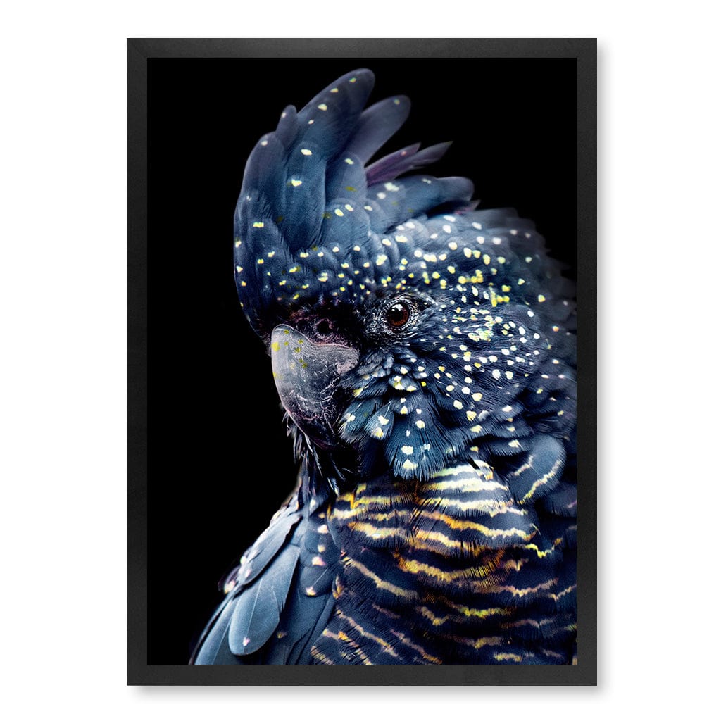 Black Cockatoo 2 Modern Wall Art Print A4 (21 x 29.7cm) / Matte Black Frame / No Border from our Australian Made Framed Wall Art, Prints & Posters collection by Profile Products (Australia) Pty Ltd