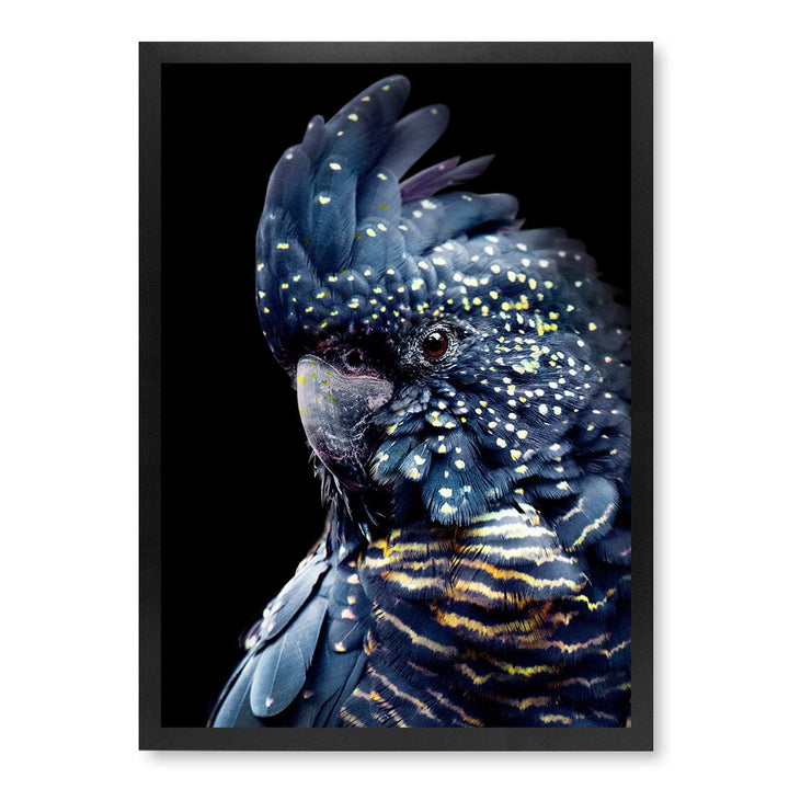 Black Cockatoo 2 Modern Wall Art Print A4 (21 x 29.7cm) / Matte Black Frame / No Border from our Australian Made Framed Wall Art, Prints & Posters collection by Profile Products (Australia) Pty Ltd